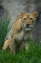Kids_DZoo_Safari-I (99)